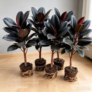 5 Set of Burgundy Rubber Plant