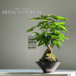 Braided Money Tree Bonsai