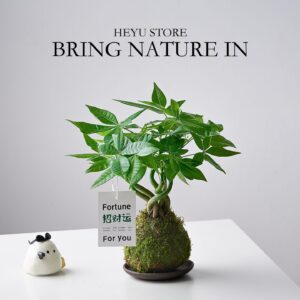 Dwarf Umbrella Tree