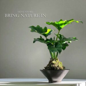 Philodendron 'White Wizard'