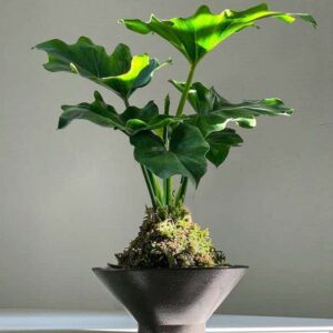Philodendron 'White Wizard'