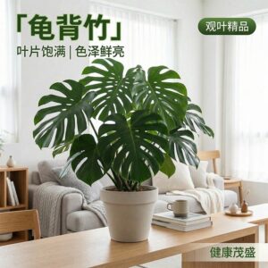 Snake Plant