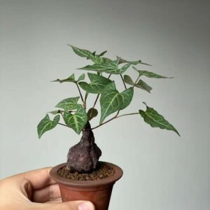 Variegated Ficus Triangularis