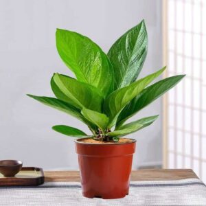 Fiddle-Leaf Fig