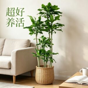 White Bird of Paradise