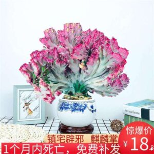 Coral Cactus