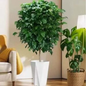 Dumb Cane 'Camilla