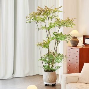 ZZ Plant