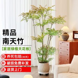 ZZ Plant