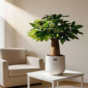 Pothos 'N' Joy'
