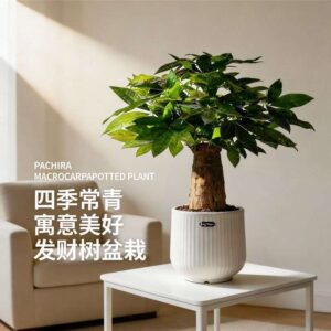 Pothos 'N' Joy'