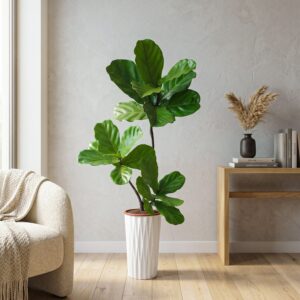Calathea Medallion
