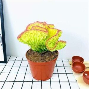 Yellow-Variegated Crested Euphorbia