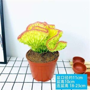 Yellow-Variegated Crested Euphorbia