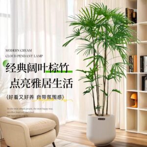 Neon Pothos