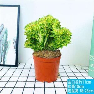 Green Crested Euphorbia