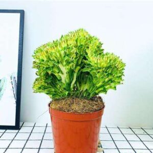 Green Crested Euphorbia