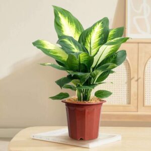 Dumb Cane 'Mariana