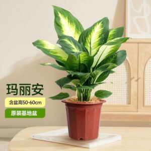 Dumb Cane 'Mariana