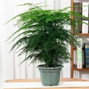 Asparagus Fern