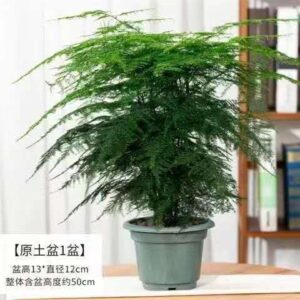 Asparagus Fern