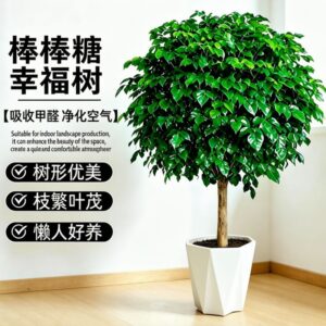 China Doll Tree