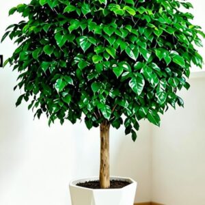 China Doll Tree