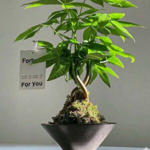 Braided Money Tree Bonsai