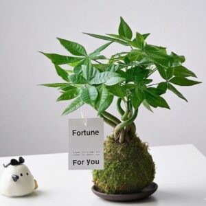 Dwarf Umbrella Tree