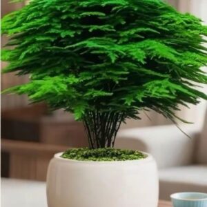 Variegated Peace Lily